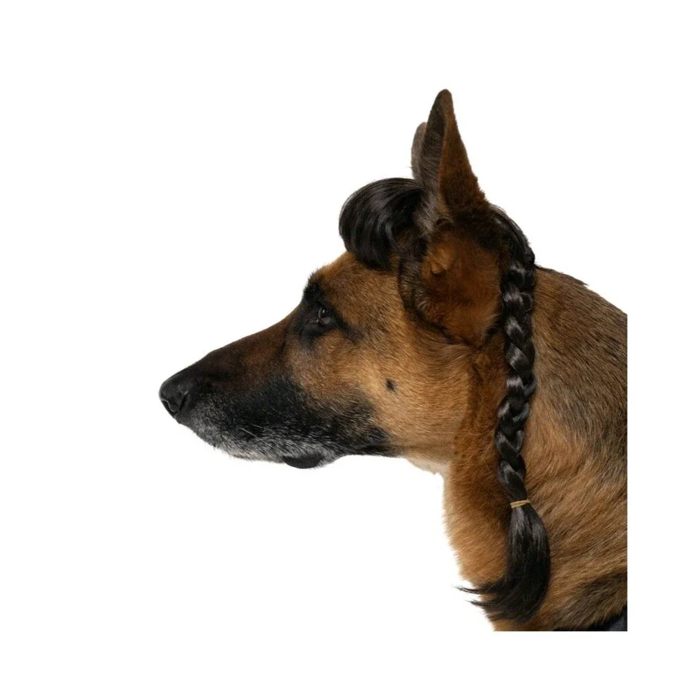 Vibrant Life Gothic Witch Dog/Pet Halloween Costume Wig & Outfit L (50-90Lbs)